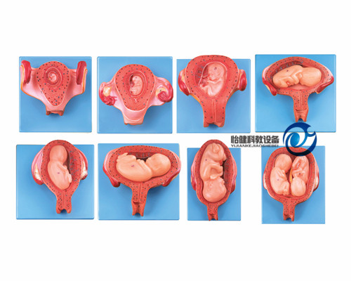 妊娠胚胎发育过程模型