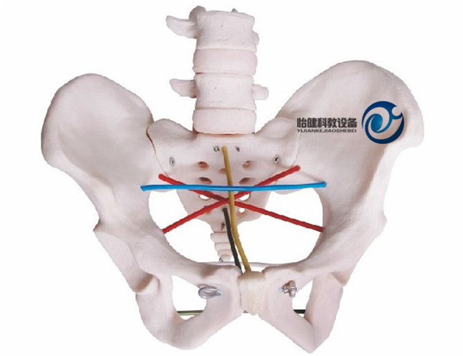 骨盆测量示教模型