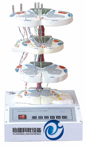 脊髓内部结构和上下行纤维电动模型