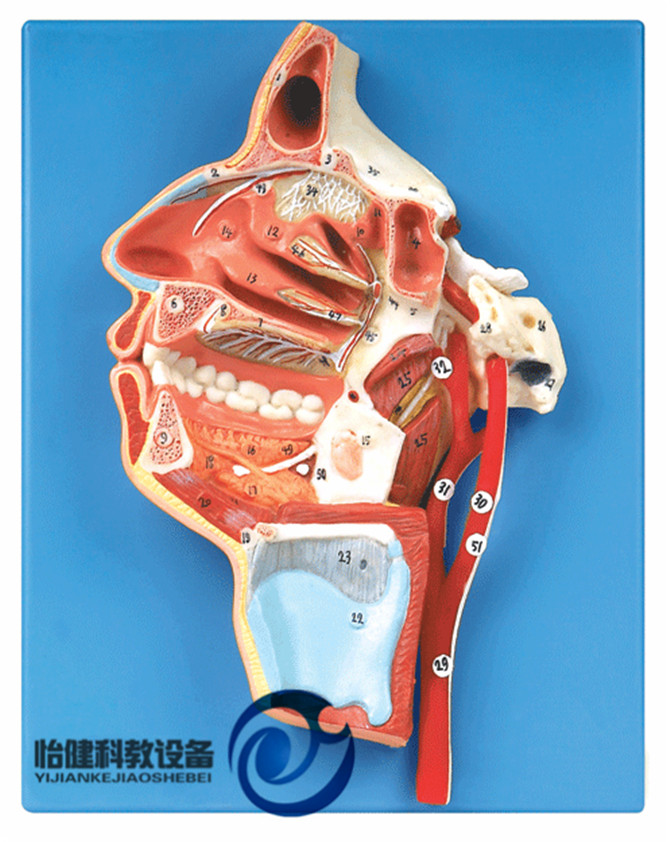 口、鼻、咽、喉内侧面血管神经模型