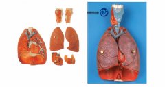 喉、心、肺模型
