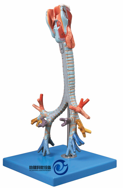 喉与气管、支气管树模型