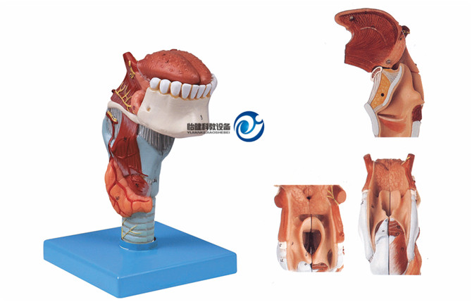 喉附舌、牙模型