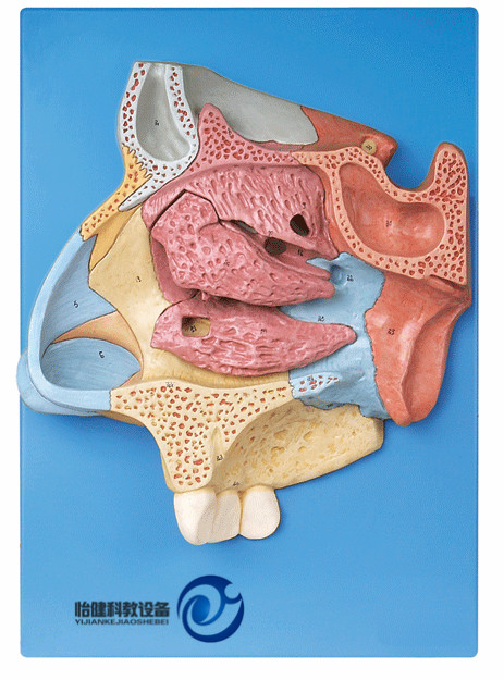 鼻腔放大模型