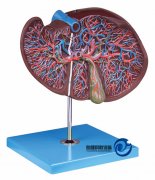 肝、胆囊放大模型