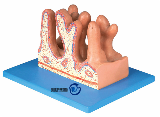 空肠内面放大模型