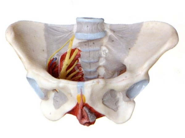 女性骨盆附盆底肌和神经模型
