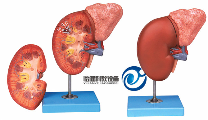 肾脏与肾上腺放大模型