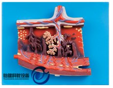 胎盘组织放大模型