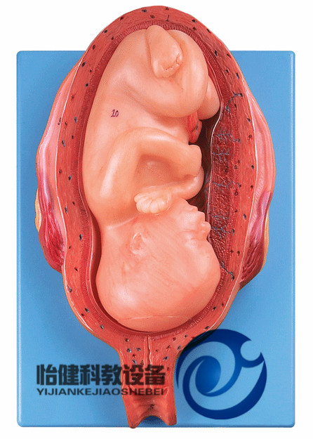 七个月胎儿模型