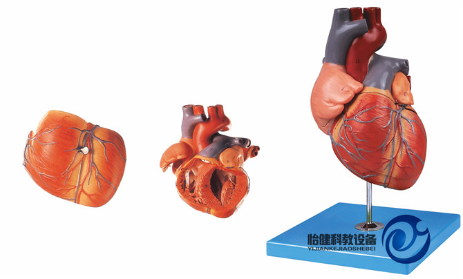 成人心脏解剖放大模型