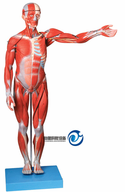 人体全身肌肉解剖模型(缩小模型)