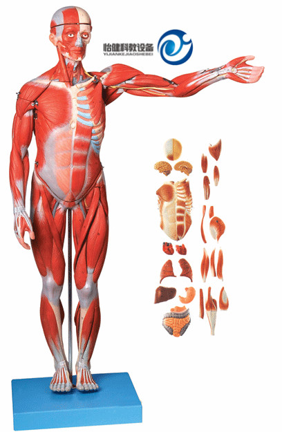 人体全身肌肉附内脏模型(自然大)