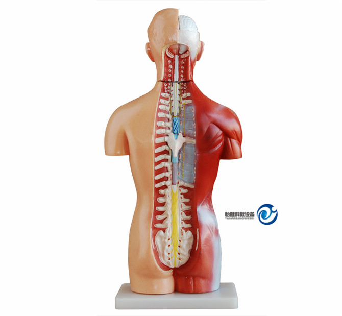 无性躯干模型42CM