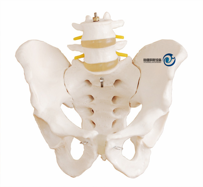 自然大骨盆带二节腰椎模型