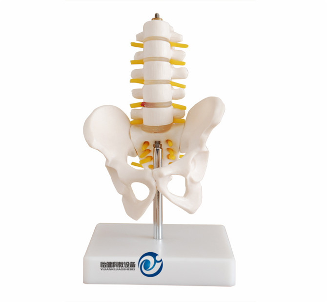 小型骨盆带五节腰椎模型