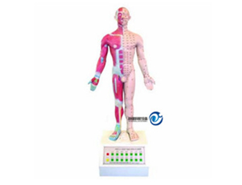 电动语言十四针灸模型